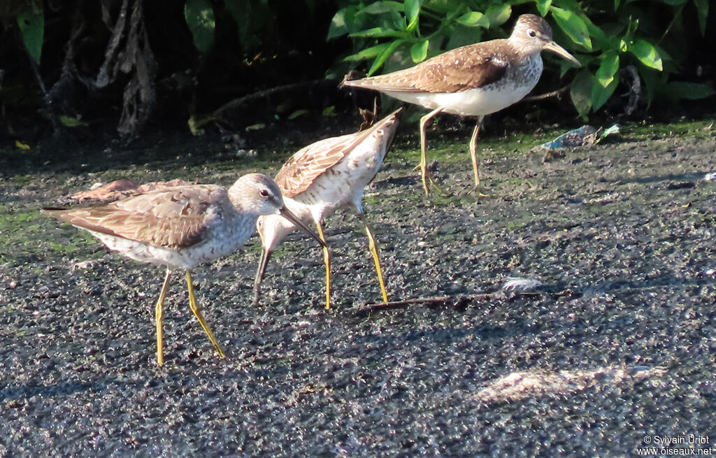 Stilt Sandpiperadult