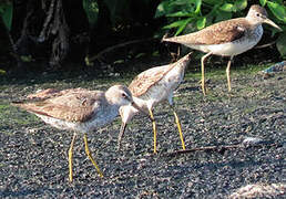 Stilt Sandpiper