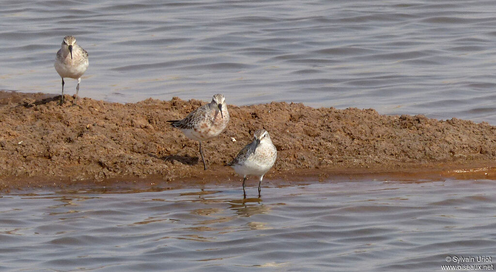 Curlew Sandpiper