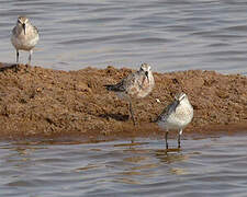 Curlew Sandpiper