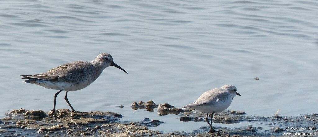 Curlew Sandpiperadult post breeding