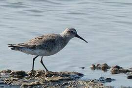 Curlew Sandpiper