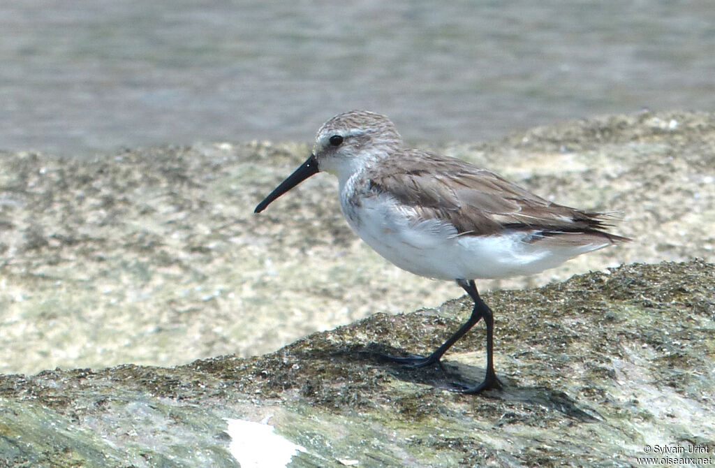 Western Sandpiper