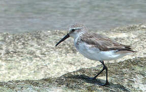 Western Sandpiper