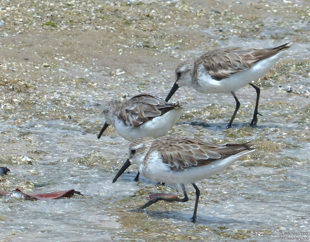 Western Sandpiper