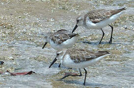 Western Sandpiper