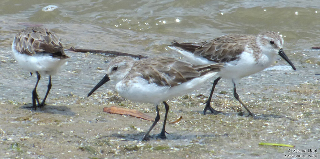 Western Sandpiper