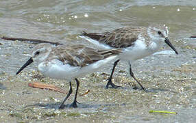 Western Sandpiper