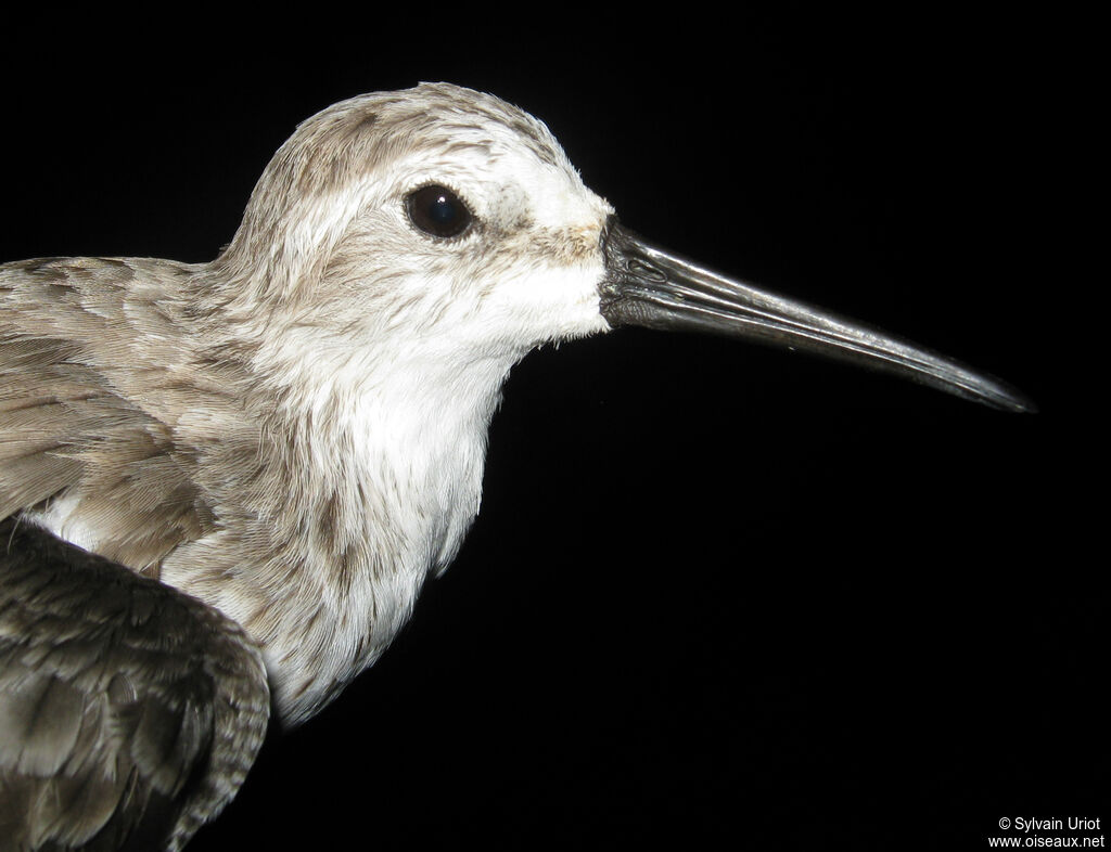 Western Sandpiper