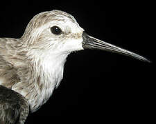 Western Sandpiper