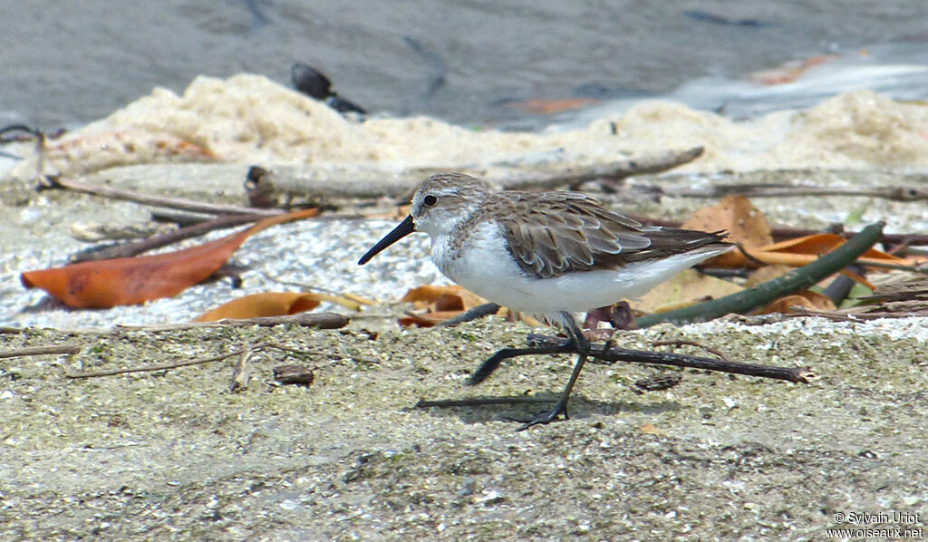 Western Sandpiper