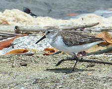 Western Sandpiper