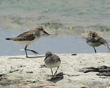 Western Sandpiper