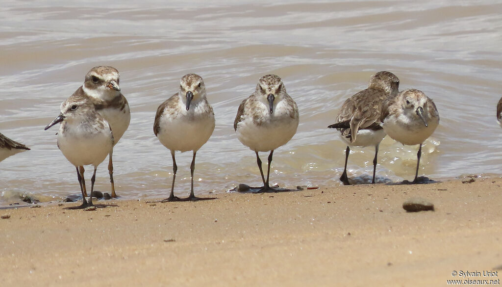 Western Sandpiperadult