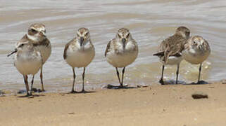 Western Sandpiper