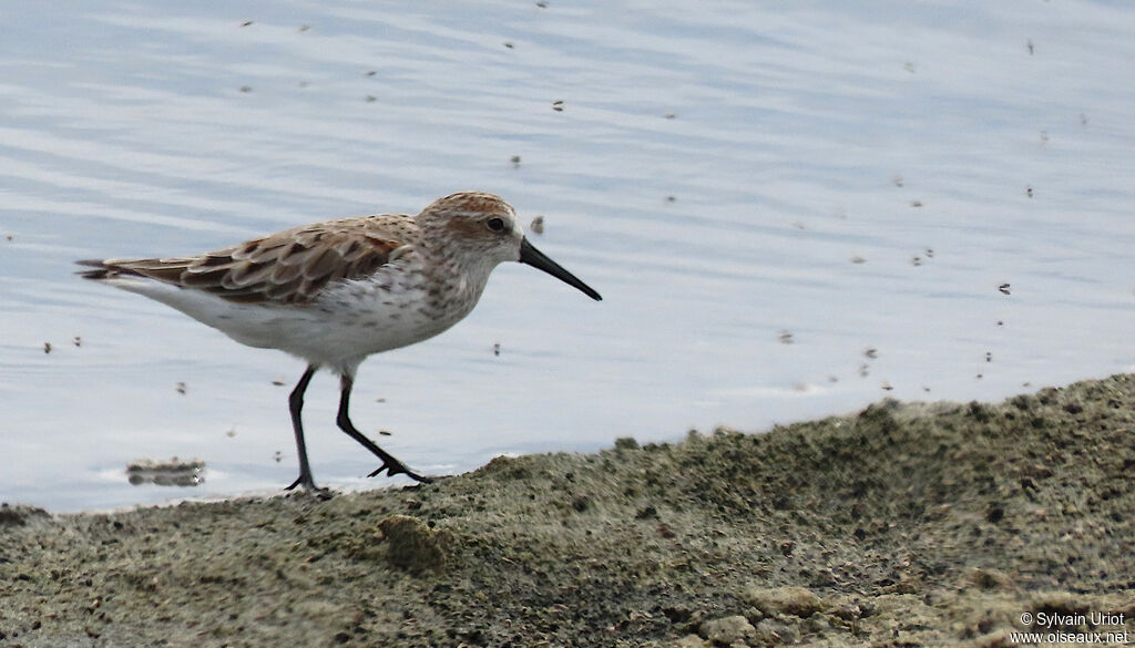 Western Sandpiperadult transition