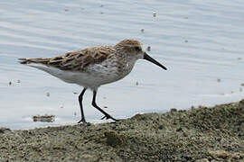 Western Sandpiper