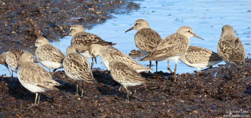 White-rumped Sandpiper