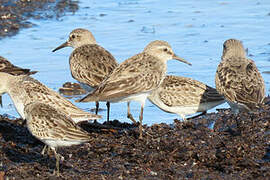 White-rumped Sandpiper