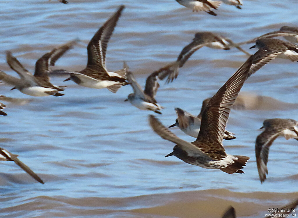 White-rumped Sandpiper