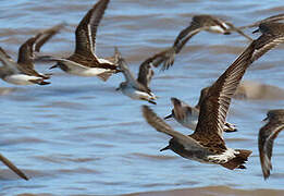 White-rumped Sandpiper