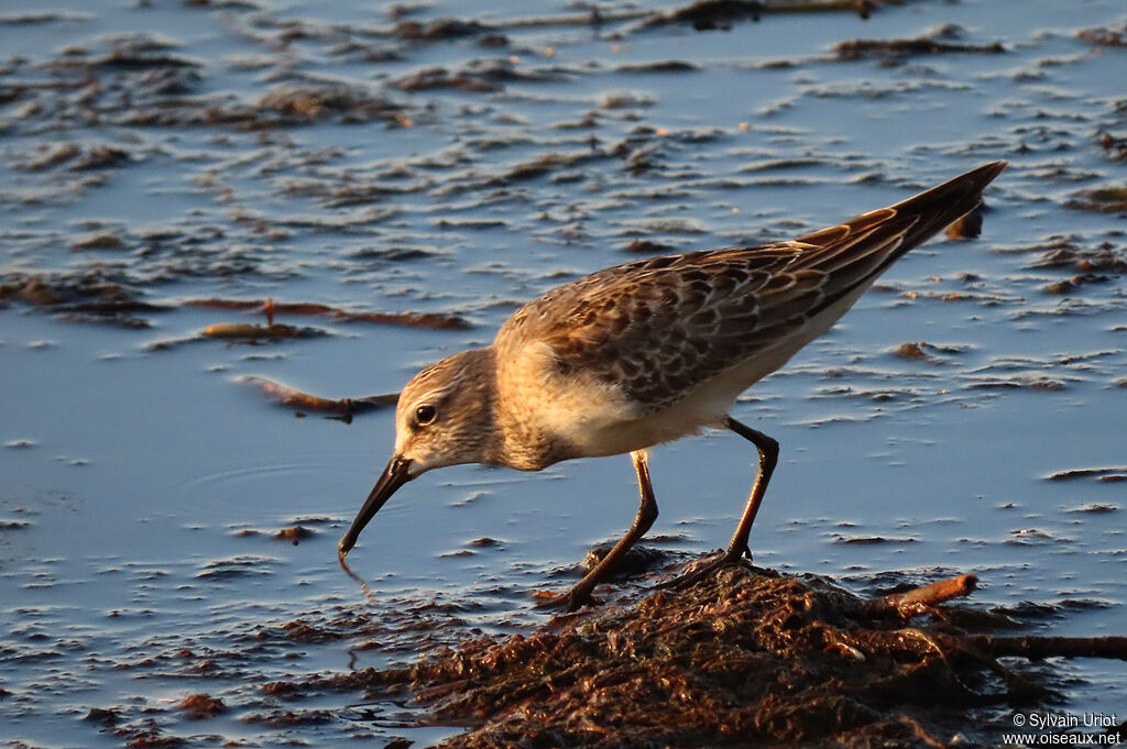 White-rumped Sandpiperjuvenile