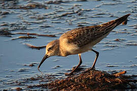 White-rumped Sandpiper