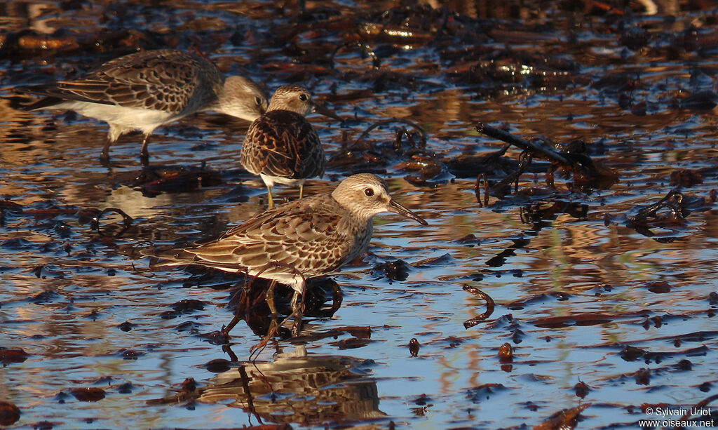 White-rumped Sandpiperadult