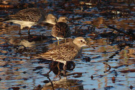 White-rumped Sandpiper