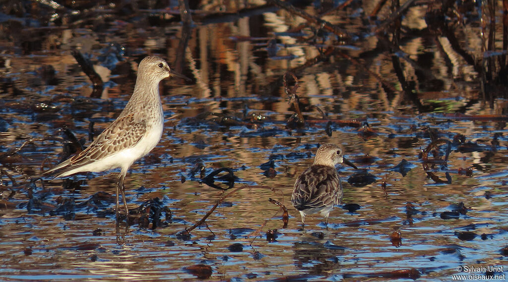 White-rumped Sandpiperadult