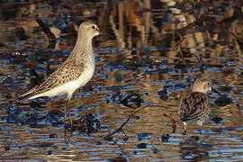 White-rumped Sandpiper