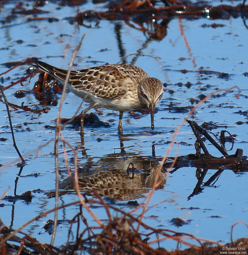 White-rumped Sandpiperjuvenile