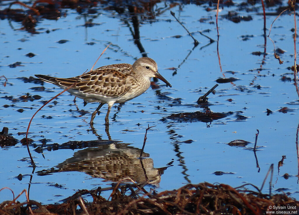 White-rumped Sandpiperjuvenile