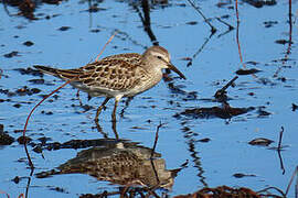 White-rumped Sandpiper