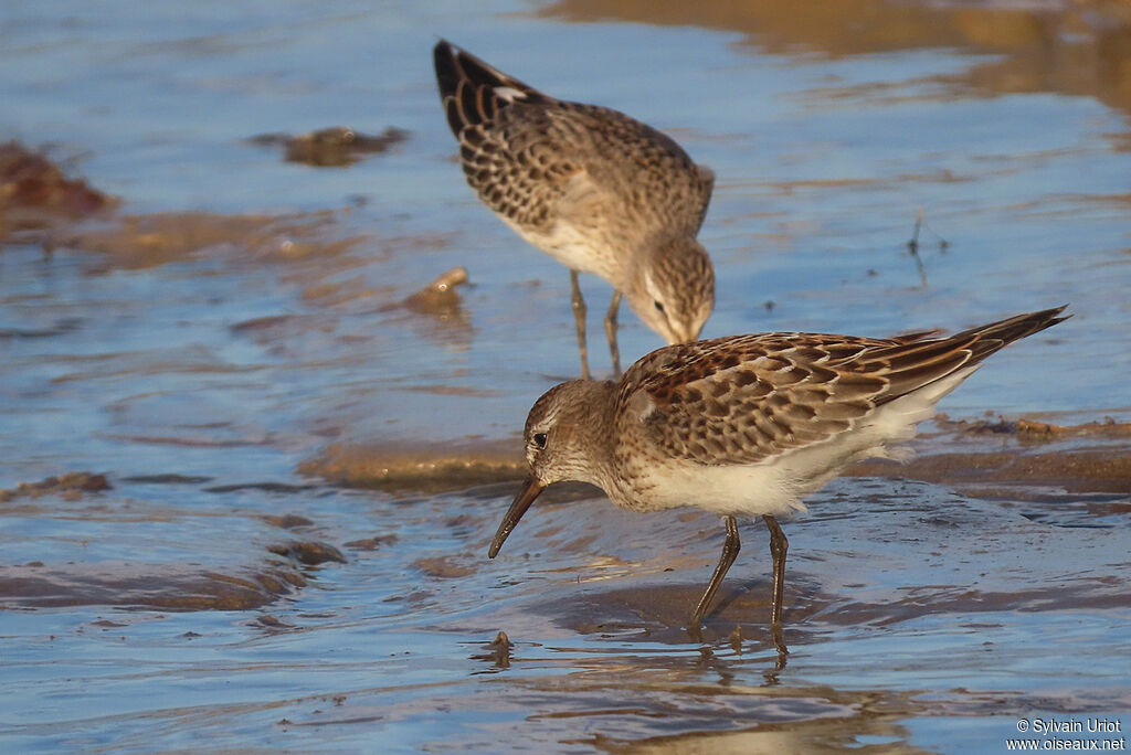 White-rumped Sandpiperjuvenile