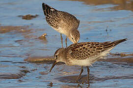 White-rumped Sandpiper