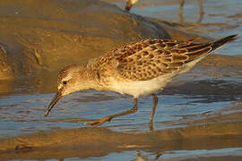 White-rumped Sandpiper