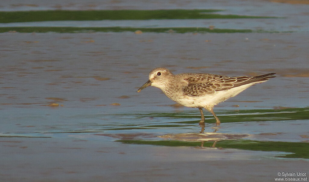 White-rumped Sandpiperadult post breeding