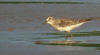 White-rumped Sandpiper