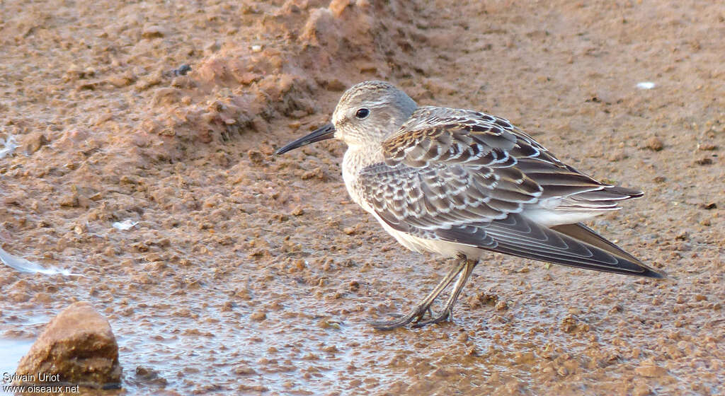 Bécasseau de Bonaparte1ère année, identification