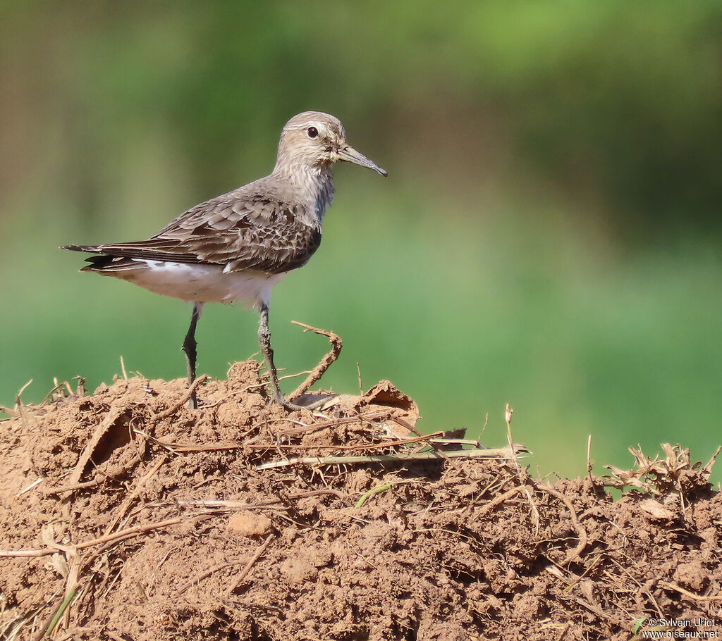 White-rumped Sandpiperadult post breeding