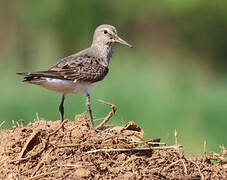 White-rumped Sandpiper