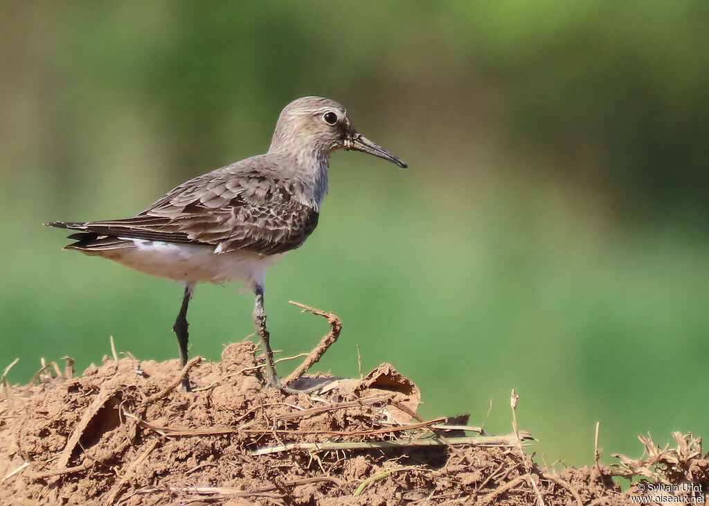 White-rumped Sandpiperadult post breeding