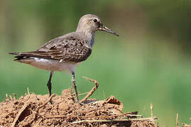 White-rumped Sandpiper