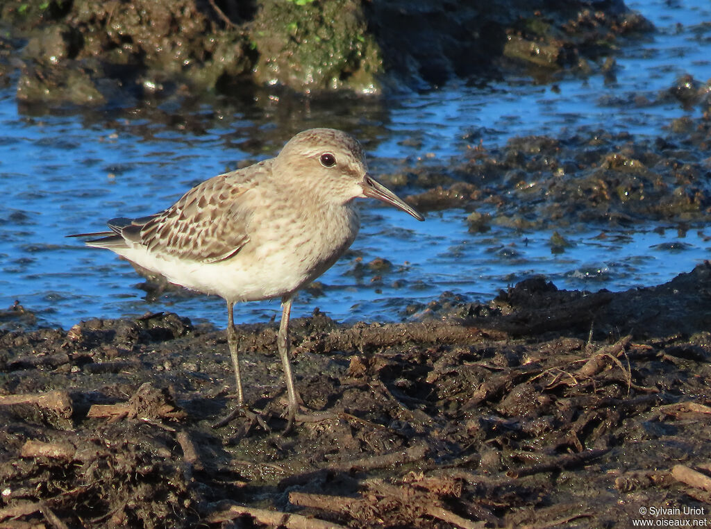 White-rumped Sandpiperadult post breeding