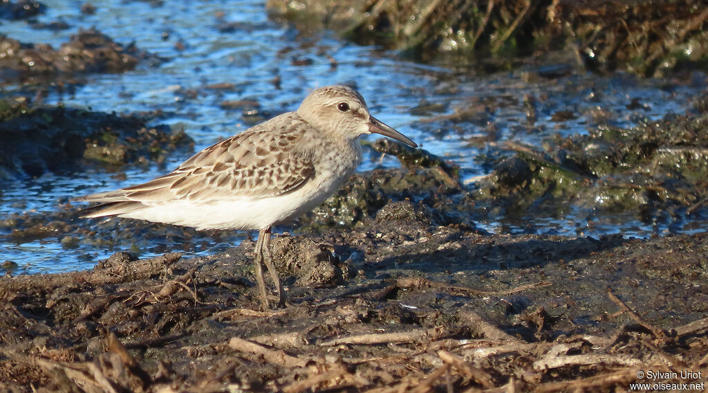 White-rumped Sandpiperadult post breeding