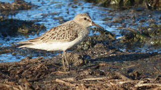 White-rumped Sandpiper