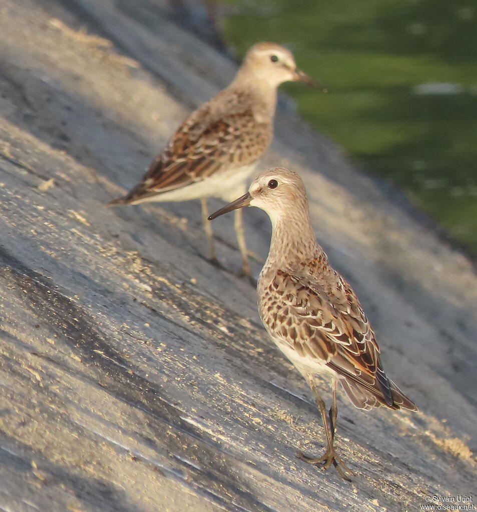 White-rumped SandpiperFirst year