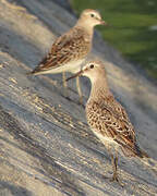 White-rumped Sandpiper