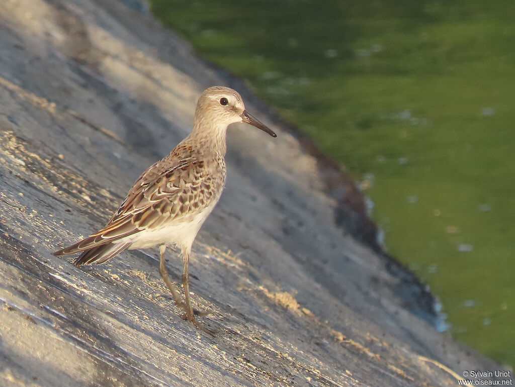 White-rumped SandpiperFirst year